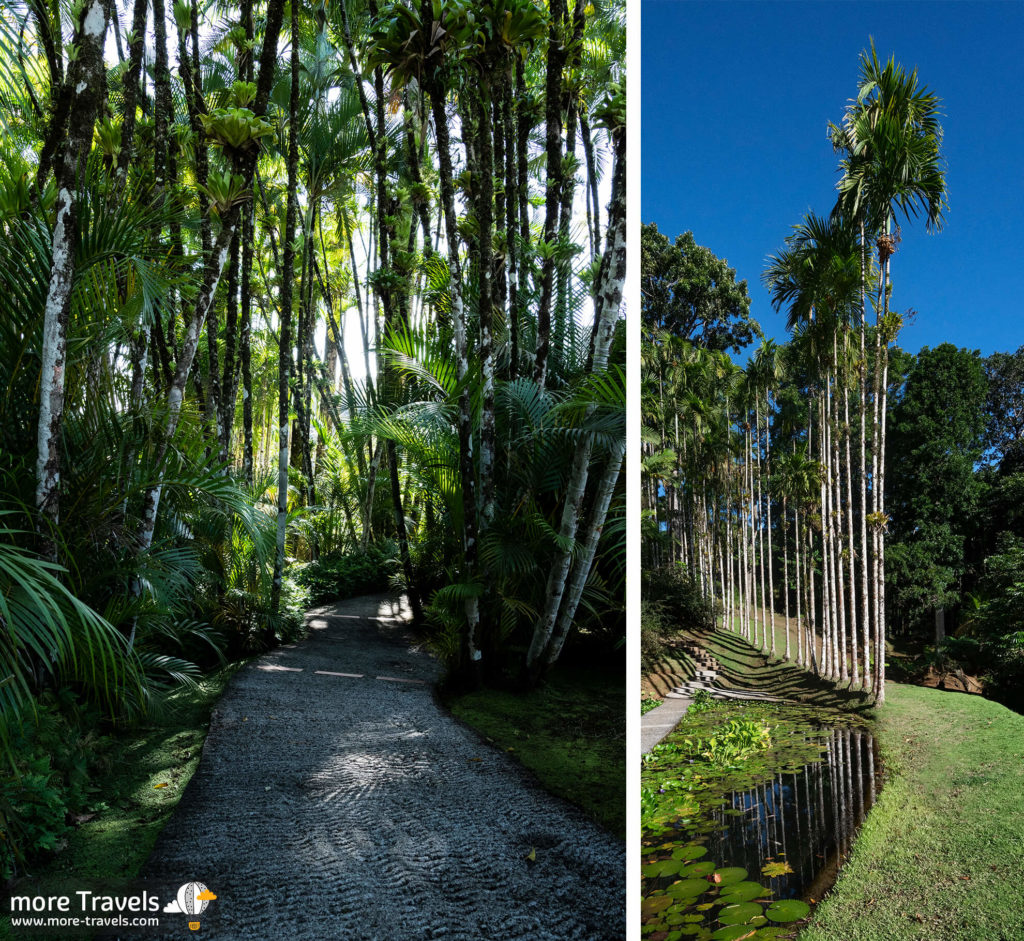 Ogród botaniczny Jardin de Balata na Martynice