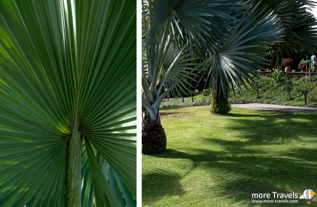 Martynika ogród Jardin de Balata