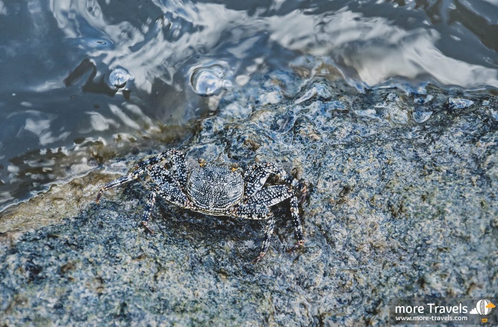 Krab atlantycki
