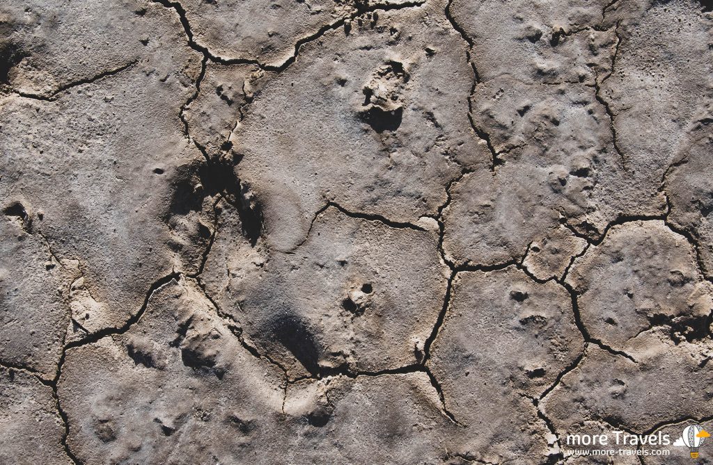Petrification Savannah – Treking po Martynice