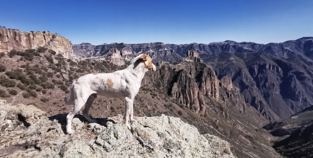 Copper Canyon (trekking w północnym Meksyku) – historia psiego uśmiechu – Copper Canyon (trekking w północnym Meksyku) – historia psiego uśmiechu –