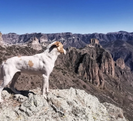 Copper Canyon (trekking w północnym Meksyku) – historia psiego uśmiechu –