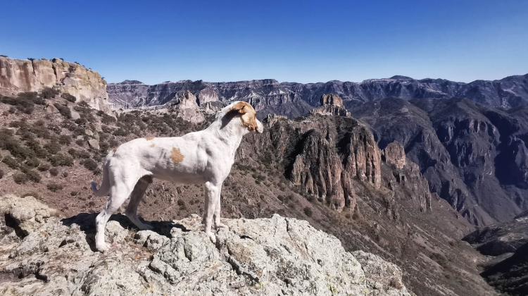 Copper Canyon (trekking w północnym Meksyku) – historia psiego uśmiechu –