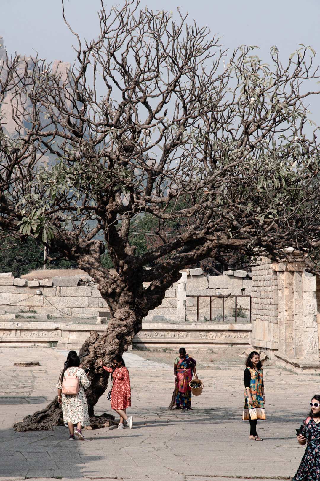 Banyan trees