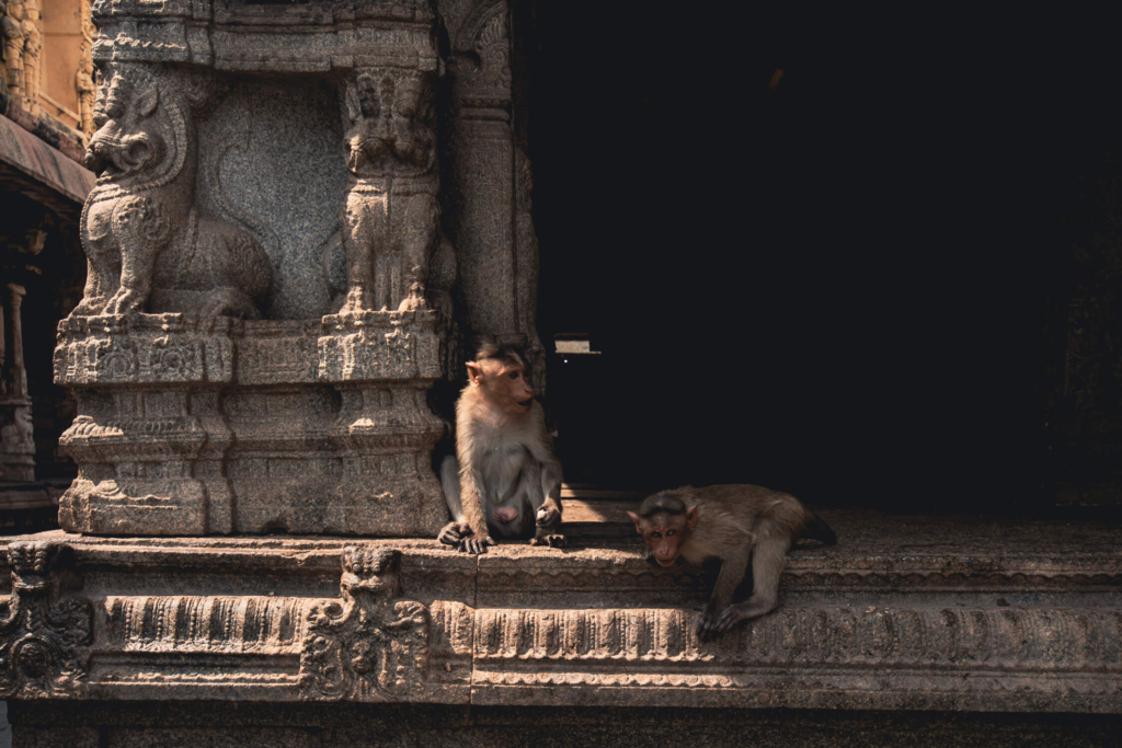 Virupaksha - makaki